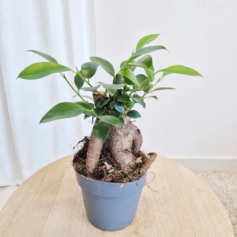 Fikus microcarpa (Ficus Microcarpa 'Ginseng') 30cm