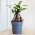 Fikus microcarpa (Ficus Microcarpa 'Ginseng') 30cm