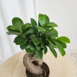 Bonsai figowiec tępolistny (Ficus Microcarpa 'Ginseng') 25cm