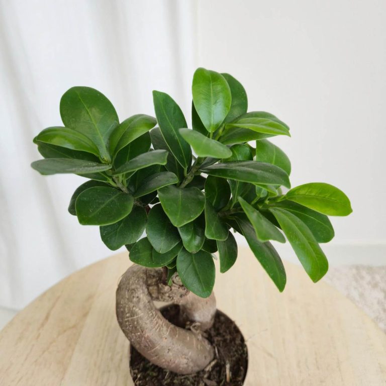 Bonsai figowiec tępolistny (Ficus Microcarpa 'Ginseng') 25cm