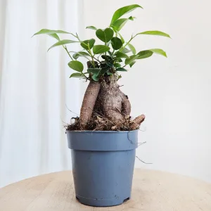 Fikus microcarpa (Ficus Microcarpa 'Ginseng') 30cm