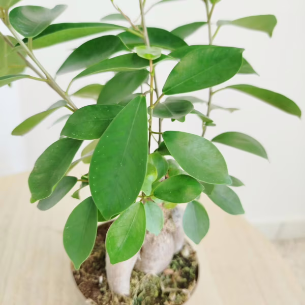 Fikus microcarpa (Ficus Microcarpa 'Ginseng') 30cm