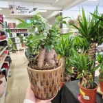 Fikus microcarpa (Ficus Microcarpa 'Ginseng') 30cm