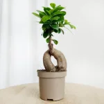 Bonsai figowiec tępolistny (Ficus Microcarpa 'Ginseng') 25cm