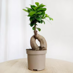 Bonsai figowiec tępolistny (Ficus Microcarpa 'Ginseng') 25cm