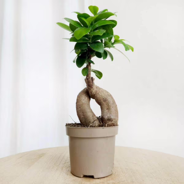 Bonsai figowiec tępolistny (Ficus Microcarpa 'Ginseng') 20-25cm