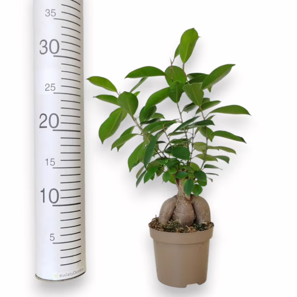 Fikus microcarpa (Ficus Microcarpa 'Ginseng') 30cm
