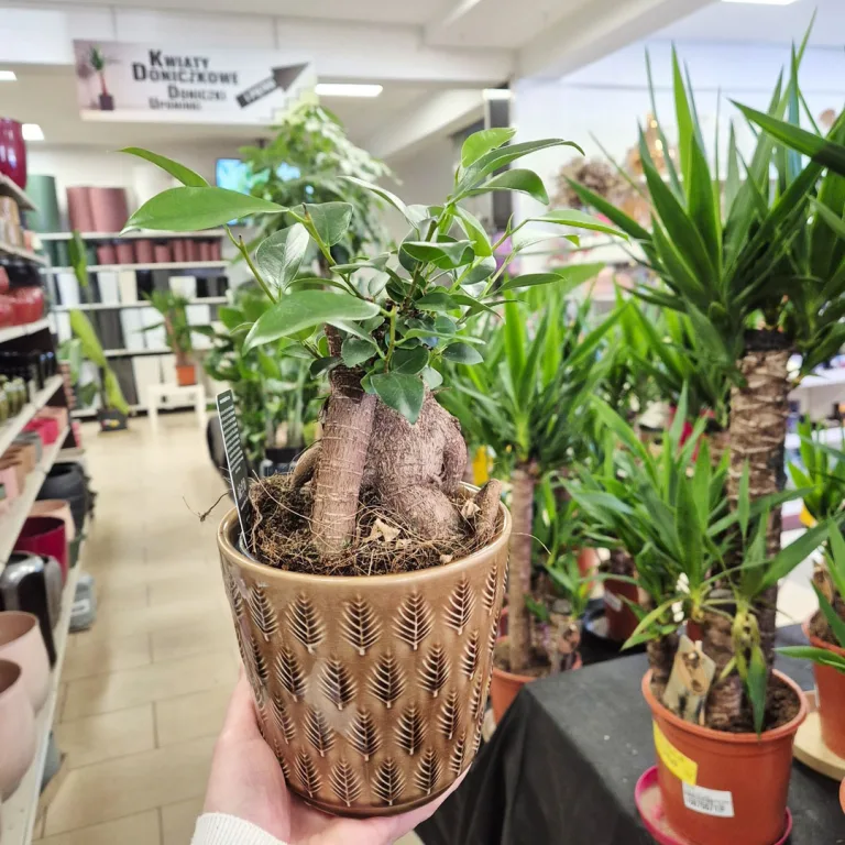 Fikus microcarpa (Ficus Microcarpa 'Ginseng') 30cm