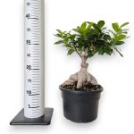 Bonsai figowiec tępolistny (Ficus Microcarpa 'Ginseng') 40cm