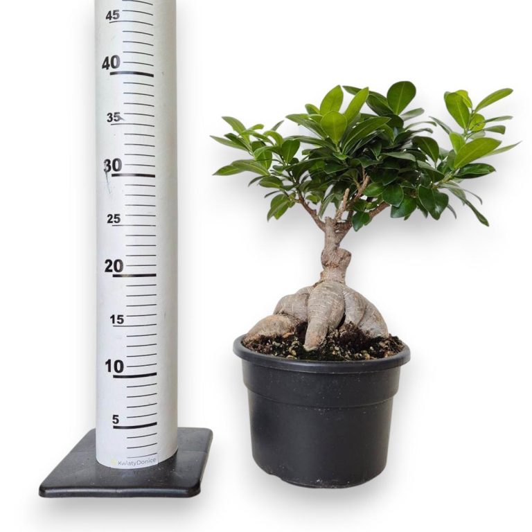 Bonsai figowiec tępolistny (Ficus Microcarpa 'Ginseng') 40cm