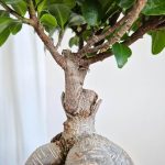 Bonsai figowiec tępolistny (Ficus Microcarpa 'Ginseng') 40cm