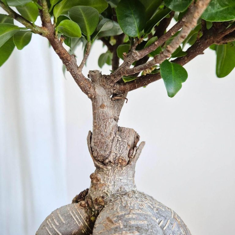 Bonsai figowiec tępolistny (Ficus Microcarpa 'Ginseng') 40cm