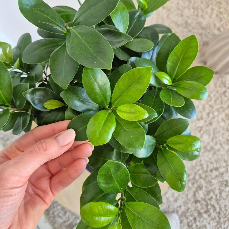 Bonsai figowiec tępolistny (Ficus Microcarpa 'Ginseng') 40cm