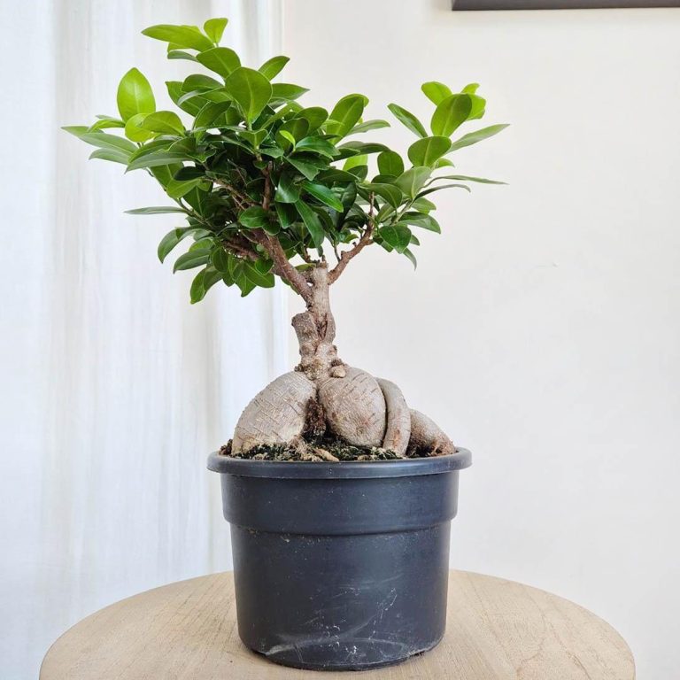 Bonsai figowiec tępolistny (Ficus Microcarpa 'Ginseng') 40cm