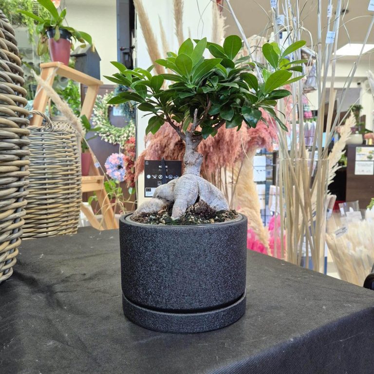 Bonsai figowiec tępolistny (Ficus Microcarpa 'Ginseng') 40cm