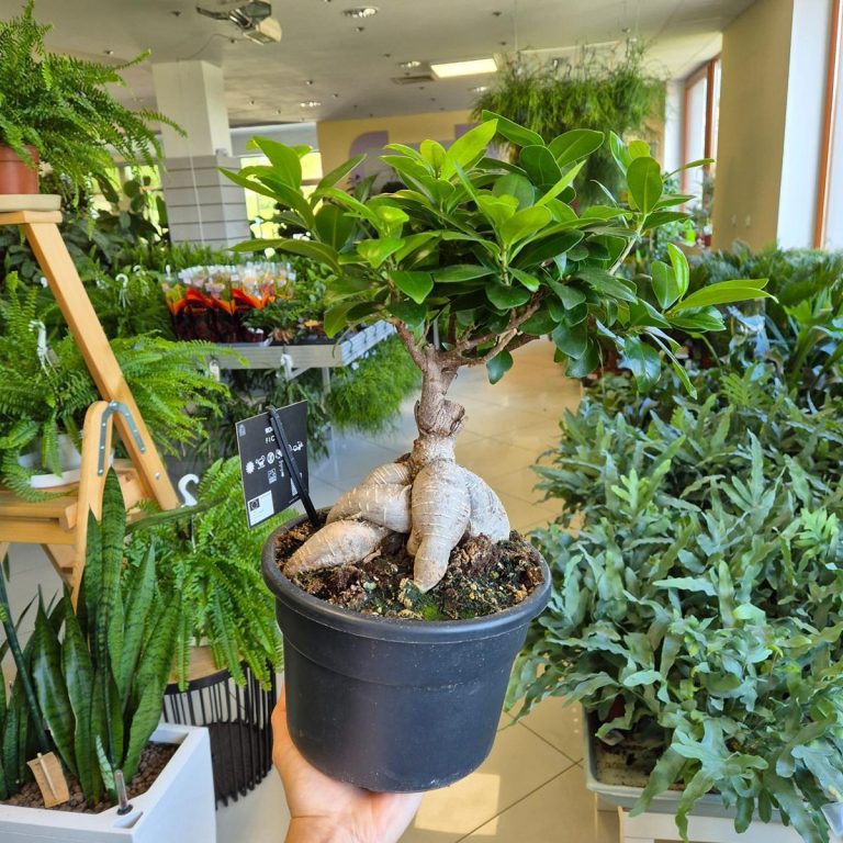 Bonsai figowiec tępolistny (Ficus Microcarpa 'Ginseng') 40cm