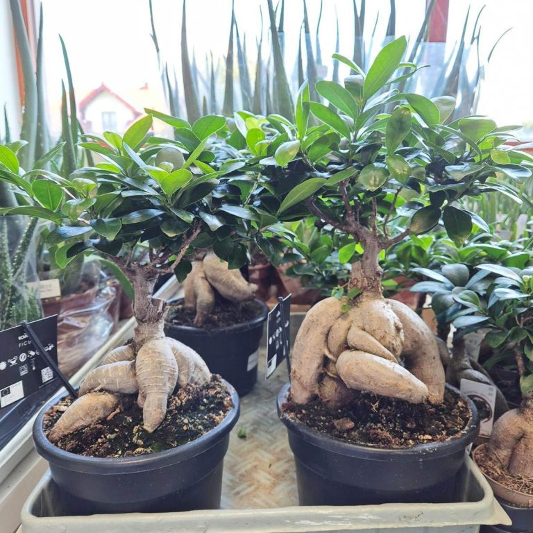 Bonsai figowiec tępolistny (Ficus Microcarpa 'Ginseng') 40cm