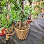 Fikus microcarpa (Ficus Microcarpa 'Ginseng') 30cm