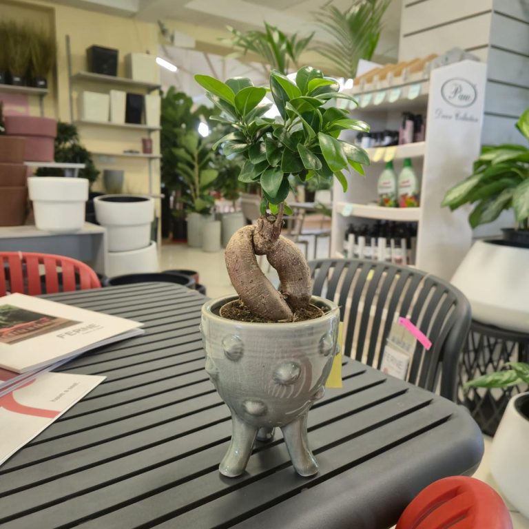 Bonsai figowiec tępolistny (Ficus Microcarpa 'Ginseng') 25cm