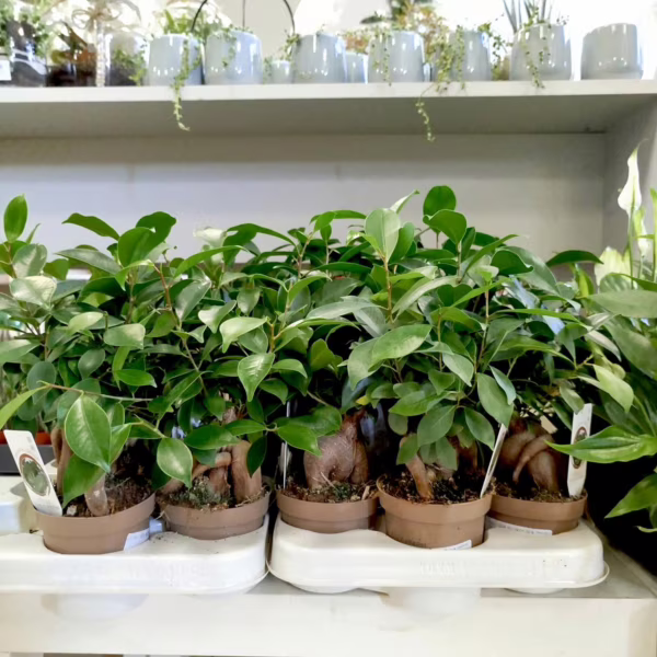 Fikus microcarpa (Ficus Microcarpa 'Ginseng') 30cm