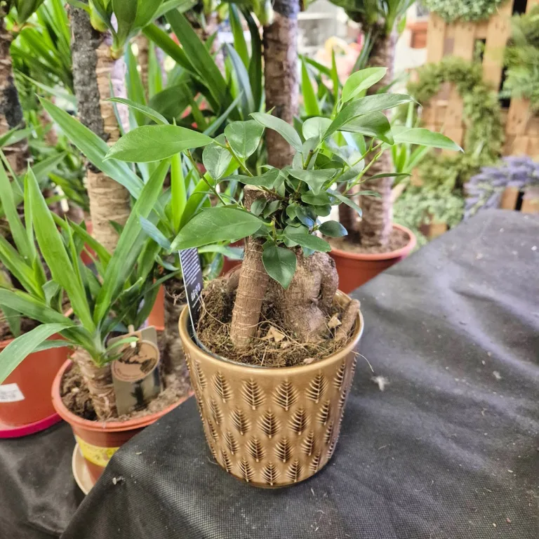 Fikus microcarpa (Ficus Microcarpa 'Ginseng') 30cm