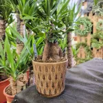 Fikus microcarpa (Ficus Microcarpa 'Ginseng') 30cm