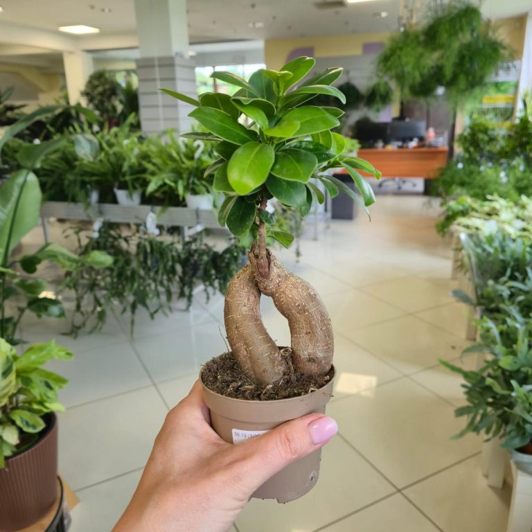 Bonsai figowiec tępolistny (Ficus Microcarpa 'Ginseng') 25cm