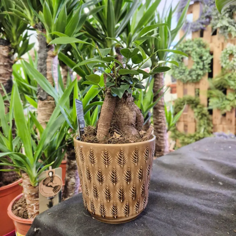 Fikus microcarpa (Ficus Microcarpa 'Ginseng') 30cm