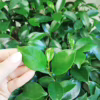 Fikus microcarpa (Ficus Microcarpa 'Ginseng') 30cm Fikus microcarpa (Ficus Microcarpa 'Ginseng') 30cm Fikus microcarpa (Ficus Microcarpa 'Ginseng') 30cm Fikus microcarpa (Ficus Microcarpa 'Ginseng') 30cm Fikus microcarpa (Ficus Microcarpa 'Ginseng') 30cm Fikus microcarpa (Ficus Microcarpa 'Ginseng') 30cm Fikus microcarpa (Ficus Microcarpa 'Ginseng') 30cm Fikus microcarpa (Ficus Microcarpa 'Ginseng') 30cm Fikus microcarpa (Ficus Microcarpa 'Ginseng') 30cm Fikus microcarpa (Ficus Microcarpa 'Ginseng') 30cm Fikus microcarpa (Ficus Microcarpa 'Ginseng') 30cm Fikus microcarpa (Ficus Microcarpa 'Ginseng') 30cm Fikus microcarpa (Ficus Microcarpa 'Ginseng') 30cm Fikus microcarpa (Ficus Microcarpa 'Ginseng') 30cm Fikus microcarpa (Ficus Microcarpa 'Ginseng') 30cm Fikus microcarpa (Ficus Microcarpa 'Ginseng') 30cm Fikus microcarpa (Ficus Microcarpa 'Ginseng') 30cm Fikus microcarpa (Ficus Microcarpa 'Ginseng') 30cm Fikus microcarpa (Ficus Microcarpa 'Ginseng') 30cm Fikus microcarpa (Ficus Microcarpa 'Ginseng') 30cm Fikus microcarpa (Ficus Microcarpa 'Ginseng') 30cm Fikus microcarpa (Ficus Microcarpa 'Ginseng') 30cm Fikus microcarpa (Ficus Microcarpa 'Ginseng') 30cm Fikus microcarpa (Ficus Microcarpa 'Ginseng') 30cm Fikus microcarpa (Ficus Microcarpa 'Ginseng') 30cm Fikus microcarpa (Ficus Microcarpa 'Ginseng') 30cm Fikus microcarpa (Ficus Microcarpa 'Ginseng') 30cm Fikus microcarpa (Ficus Microcarpa 'Ginseng') 30cm Fikus microcarpa (Ficus Microcarpa 'Ginseng') 30cm Fikus microcarpa (Ficus Microcarpa 'Ginseng') 30cm Fikus microcarpa (Ficus Microcarpa 'Ginseng') 30cm Fikus microcarpa (Ficus Microcarpa 'Ginseng') 30cm Fikus microcarpa (Ficus Microcarpa 'Ginseng') 30cm Fikus microcarpa (Ficus Microcarpa 'Ginseng') 30cm Fikus microcarpa (Ficus Microcarpa 'Ginseng') 30cm Fikus microcarpa (Ficus Microcarpa 'Ginseng’)