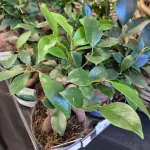 Fikus microcarpa (Ficus Microcarpa 'Ginseng') 30cm