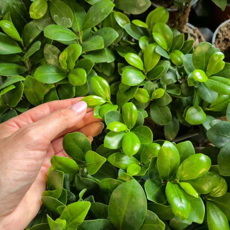 Bonsai figowiec tępolistny (Ficus Microcarpa 'Ginseng') 25cm