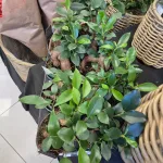 Fikus microcarpa (Ficus Microcarpa 'Ginseng') 30cm