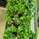 Bonsai figowiec tępolistny (Ficus Microcarpa 'Ginseng') 25cm