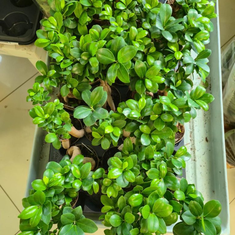 Bonsai figowiec tępolistny (Ficus Microcarpa 'Ginseng') 25cm