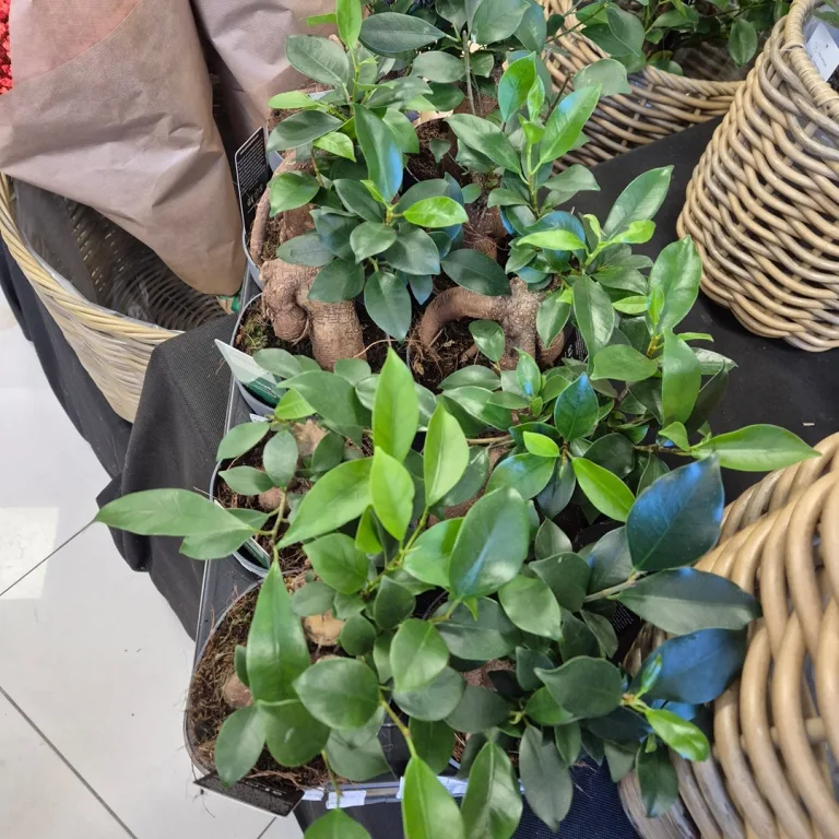 Fikus microcarpa (Ficus Microcarpa 'Ginseng') 30cm