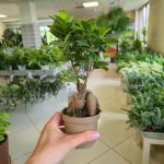 Bonsai figowiec tępolistny (Ficus Microcarpa 'Ginseng') 25cm