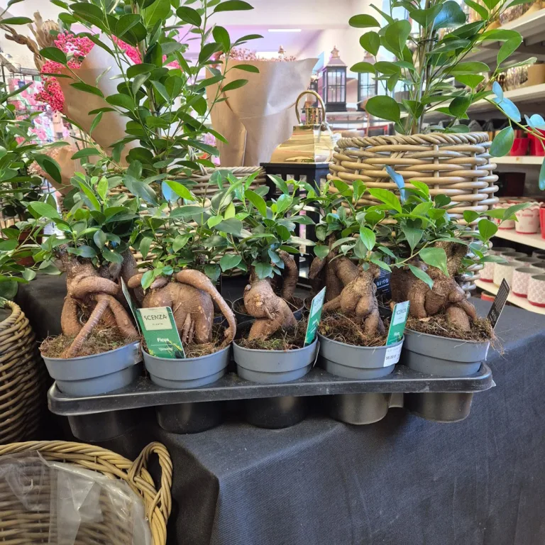 Fikus microcarpa (Ficus Microcarpa 'Ginseng') 30cm