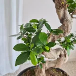 Bonsai figowiec tępolistny (Ficus Microcarpa 'Ginseng') w donicy 70cm