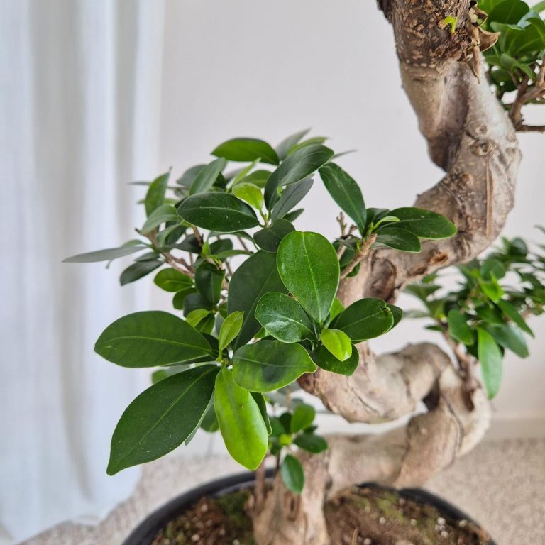Bonsai figowiec tępolistny (Ficus Microcarpa 'Ginseng') w donicy 70cm