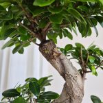 Bonsai figowiec tępolistny (Ficus Microcarpa 'Ginseng') w donicy 70cm