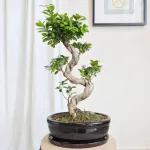 Bonsai figowiec tępolistny (Ficus Microcarpa 'Ginseng') w donicy 70cm