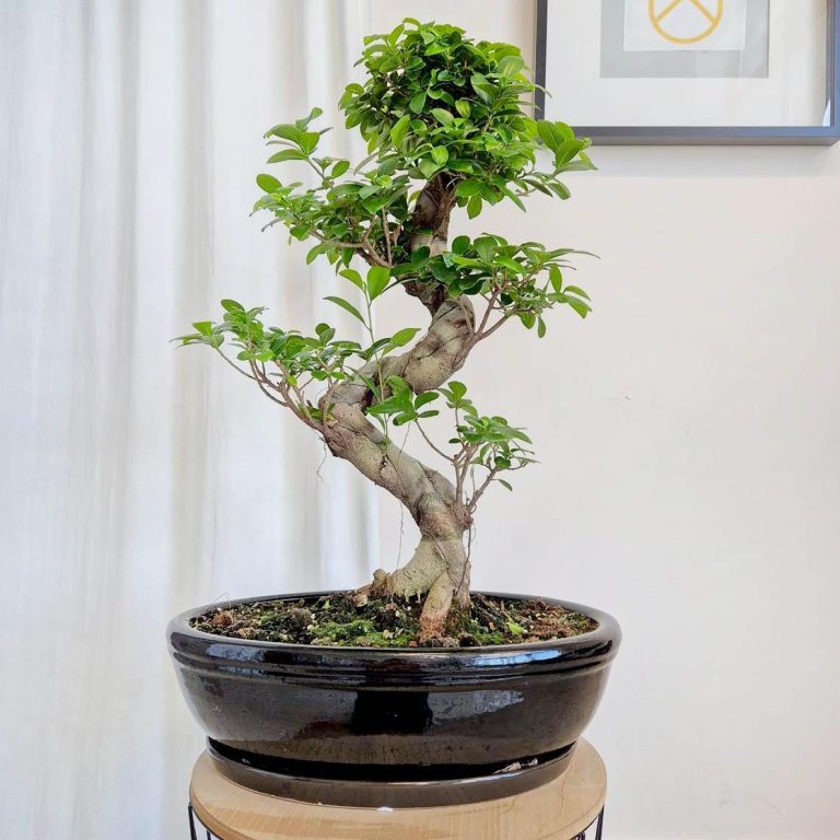 Bonsai figowiec tępolistny (Ficus Microcarpa 'Ginseng') w donicy 40cm