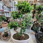 Bonsai figowiec tępolistny (Ficus Microcarpa 'Ginseng') w donicy 70cm