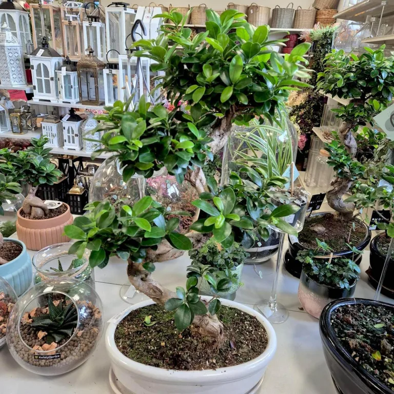 Bonsai figowiec tępolistny (Ficus Microcarpa 'Ginseng') w donicy 70cm