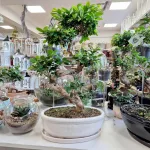 Bonsai figowiec tępolistny (Ficus Microcarpa 'Ginseng') w donicy 70cm