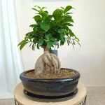 Bonsai figowiec tępolistny (Ficus Microcarpa 'Ginseng') w donicy 40cm