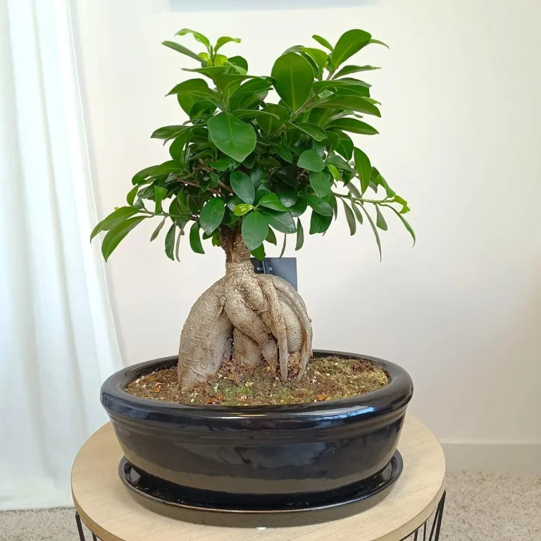 Bonsai figowiec tępolistny (Ficus Microcarpa 'Ginseng') w donicy 40cm