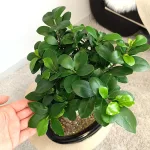 Bonsai figowiec tępolistny (Ficus Microcarpa 'Ginseng') w donicy 40cm