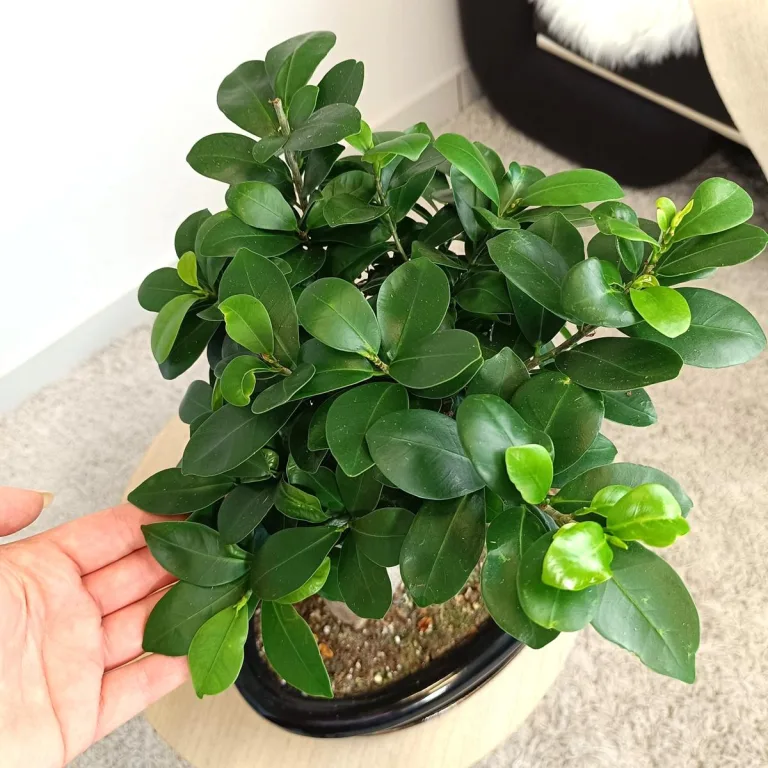 Bonsai figowiec tępolistny (Ficus Microcarpa 'Ginseng') w donicy 40cm