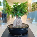 Bonsai figowiec tępolistny (Ficus Microcarpa 'Ginseng') w donicy 40cm